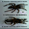 TARANTULA